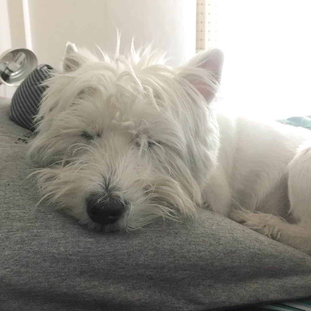 Hoykong&Plamuekのインスタグラム：「Sleepy #plamuek_westies」