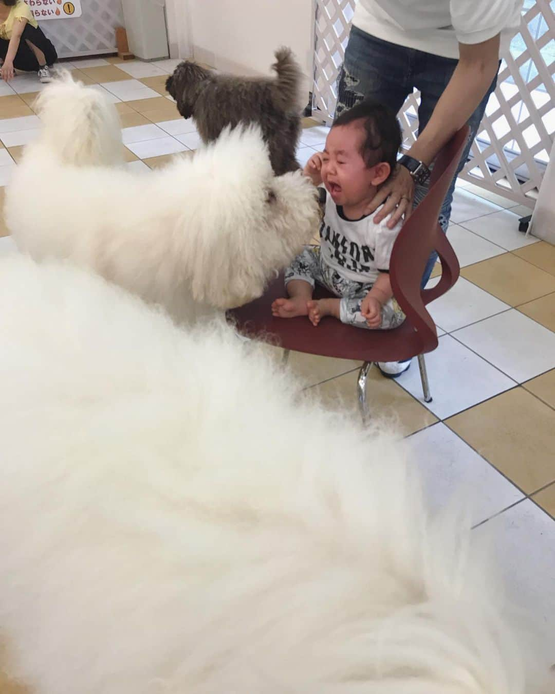 佐倉真衣さんのインスタグラム写真 - (佐倉真衣Instagram)「🐩🐩DOG DAY‼︎!🐩🐩 . 雨続きでストレスフルなシャルルさんを思いっきり走らせてあげたくて、千葉にある#lakewoodsgarden へ🌳 広大な芝生のドッグランはほぼ貸し切り！ わかりやすくルンルンで可愛かったな💓 . そしてずっと私がやりたかったのが、 オーストラリアンラブラドゥードゥル達と戯れる事😍 ここには人懐っこいラブラドゥードゥルちゃん達がいっぱいいて触れ合えるの♡ 息子も最初こそ衝撃の光景に怯えてたけど、すぐに慣れた！シャルルの大きいバージョンみたいなもんだもんね🐶 ああ皆んな可愛かった。あと5時間くらいいれたな。 本当にここ犬にとってパラダイスでした🌈 また行きたいなー😆 . #dog #dogday #dogrun #bichonpoo #australianlabradoodle #familyday #baby #babyboy #レイクウッズガーデン #オーストラリアンラブラドゥードル #シャルルさん #ビションプー #赤ちゃんと犬のいる生活 #チーム田中家」7月18日 16時30分 - maitanaka20