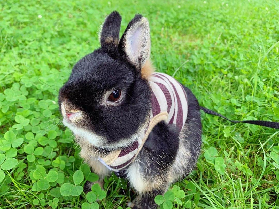 木村カエラさんのインスタグラム写真 木村カエラinstagram まるちゅん お散歩うれしそう かわいちゅぎる うううゔーーーってなる うさぎ まるくん 7月18日 16時41分 Kaela Official