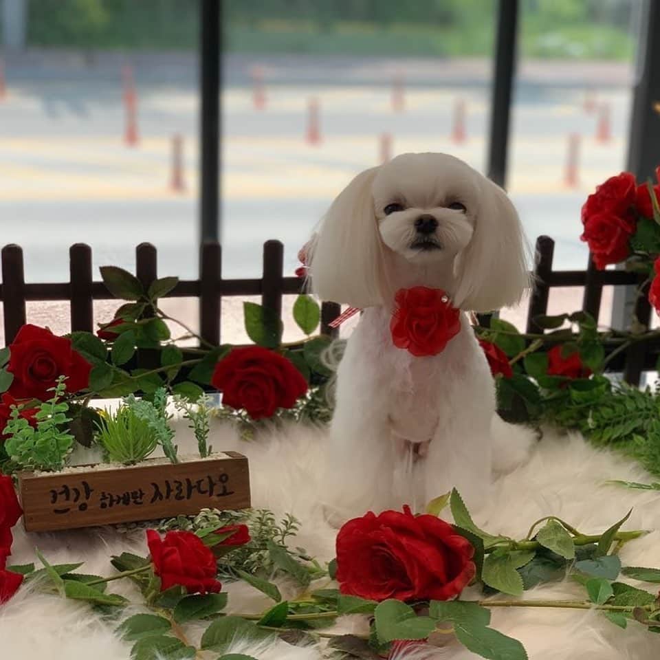 ジェイダ さんのインスタグラム写真 - (ジェイダ Instagram)「우리 마요 2살 기념 🥳 생일축하해💚」7月18日 17時06分 - kkkkkimyeonjoo
