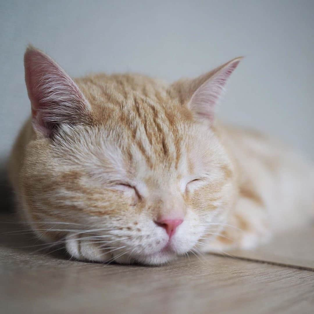 PECOねこ部さんのインスタグラム写真 - (PECOねこ部Instagram)「. 「疲れたにゃ〜🐱💤」 #運動会の後 #気持ちよさそうに眠る #茶々丸君🐱💕 #いろんな寝姿に #癒されちゃう😍💕 #regram：@koko.yukinojyo  素敵な写真を投稿してくださったのは… @koko.yukinojyo さん 他にも素敵なお写真がたくさんあるので、ぜひ遊びに行ってみてください！  #ペコねこ部をつけて投稿すると… PECOで楽しくご紹介させていただきます💕」7月18日 17時23分 - pecocats