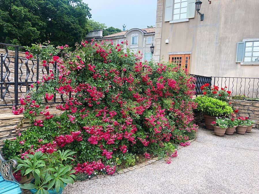 佐々木瞳さんのインスタグラム写真 - (佐々木瞳Instagram)「【サン＝テグジュペリ 星の王子さまミュージアム🤴⭐️】 ・ 先日、箱根のサン＝テグジュペリ 星の王子さまミュージアムに行ってきました✨ ・ お花がいっぱいのお洒落な庭園💕南仏っぽい！ 星の王子さまは読んだことがあっても、サン＝テグジュペリの生涯を紐解いたことがなかったので、色々な発見がありました！星の王子さまが乗っている飛行機も、不時着した砂漠も、愛した薔薇も、サン＝テグジュペリの人生と深く繋がっているんだなぁ、と改めて読みたくなりました💫 ・ 「大切なものは目には見えない」 忘れちゃいけないなぁ、と思う旅でした🤴 #星の王子様ミュージアム #星の王子さまミュージアム #サンテグジュペリ #大切なものは目には見えない #フランス #南仏 #旅 #花が綺麗」7月18日 17時43分 - hitomihappygirl1026