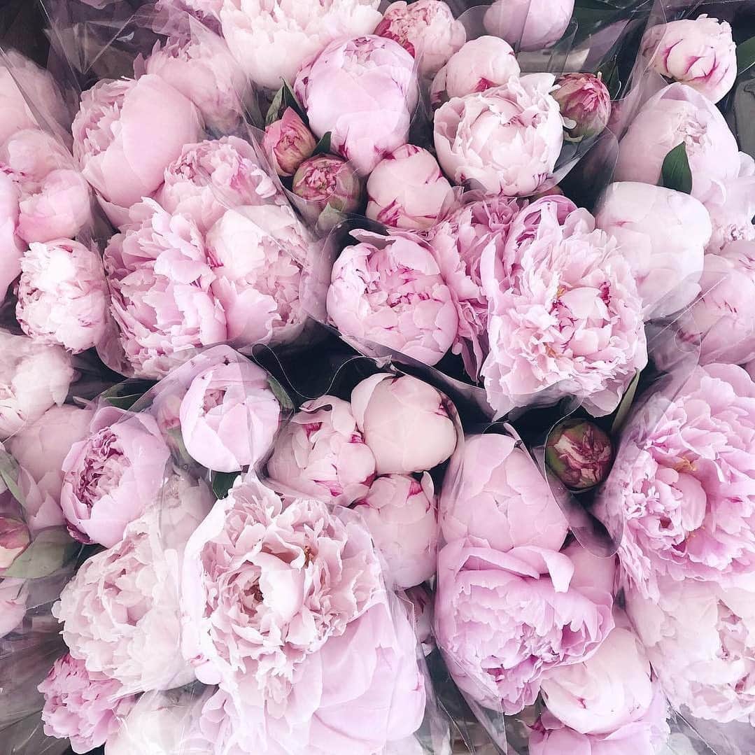 サンテボーティエ公式のインスタグラム：「.﻿ ピンク色の大きな花束💐 あなたがそれを誰かから貰うとき、﻿ その日はきっと かけがえのない大切な日になる。﻿ ﻿ 目が充血していては自信を持って笑えない。﻿ 一瞬の機会を逃さないために。﻿ ﻿ 日々のケアで、﻿ 心からのありがとうを伝えられますように。✨﻿ ﻿ ﻿ Photo by @sofie_neu﻿ ﻿ ﻿ #参天製薬﻿ #サンテボーティエ﻿ #サンテボーティエムーンケア﻿ #目薬﻿ #ボーティエ﻿ #ドライアイ﻿ #コンタクト﻿ #eyedrops﻿ #santebeauteye﻿ #アイケア﻿ #自分磨き﻿ #暮らしを楽しむ﻿ #丁寧な暮らし﻿ #大人女子﻿ #香り好き﻿ #好きな香り﻿ #お花のある暮らし﻿ #お花のある生活﻿ #ピンクが好き﻿ #instagood﻿ #instapic﻿ #花束﻿ #ブーケ﻿ #記念日﻿ #プロポーズ﻿ #大切な日﻿ #感謝﻿ #穏やかな時間﻿ #ライフスタイル﻿ #お花に癒される」