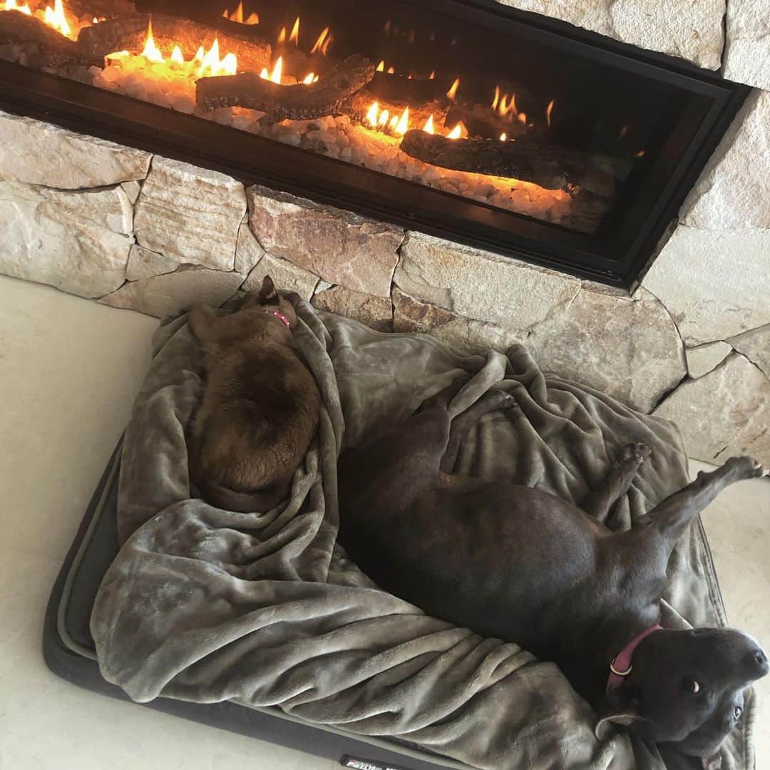 のインスタグラム：「Fur babies living their BEST life!! 😂」