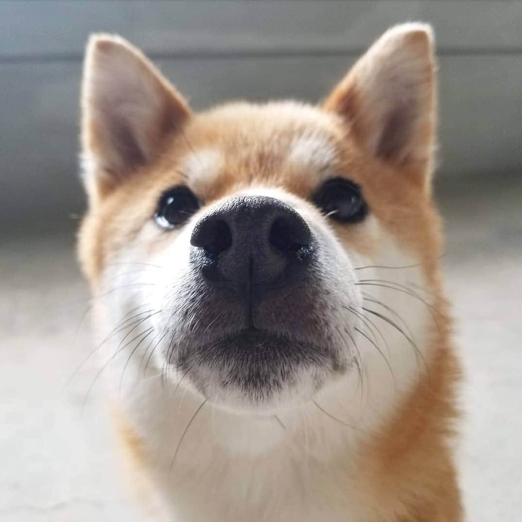 柴犬たま Shibainu Tamaのインスタグラム