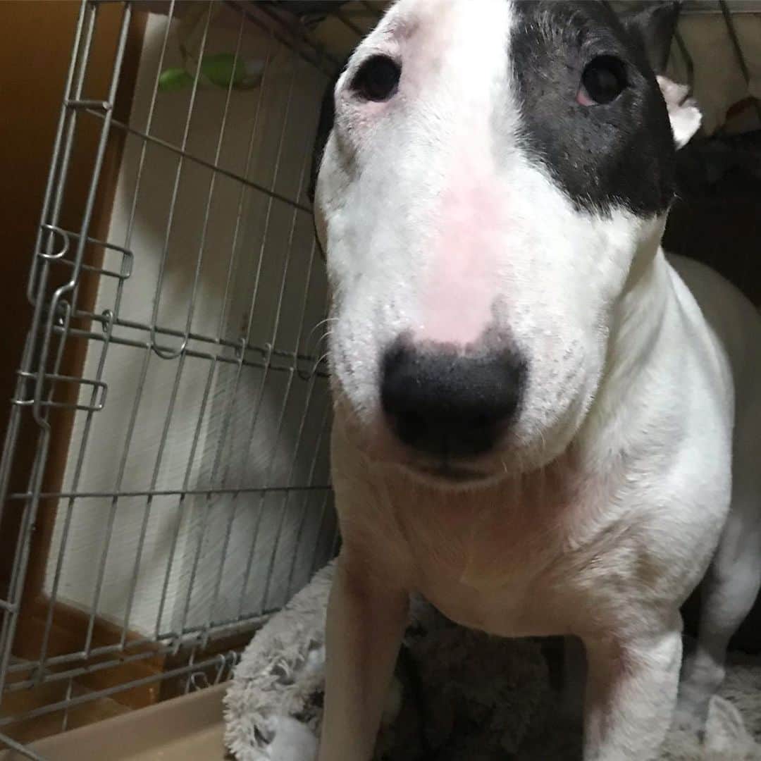 のインスタグラム：「#minituru#bull#terrier#minibullterrier#miniturubullterrier#dog#dogstagram#cute#qtaro#love#family#ミニチュア#ブルテリア#ミニチュアブルテリア#Q太郎」