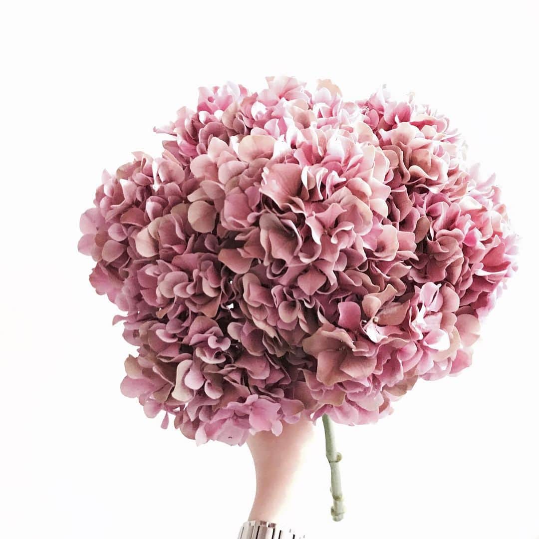 Florist.janeさんのインスタグラム写真 - (Florist.janeInstagram)「너무 바쁜 하루 🤭 . . . . . . . . . . ☝🏻플라워레슨에 대한 자세한 정보는 프로필 상단에 있는 블로그 참고 후 문의주세요 💕 ✌🏻주문/클래스문의 - janejoung310 카카오톡 (레슨중에는 전화 상담이 어렵습니다. 카카오톡 주시면 빠르게 상담 도와드리겠습니다) . . . . . . . . . . #flowers #florist #daily#pink #hydrangea #꽃 #꽃스타그램 #일상 #꽃집#학동역꽃집 #논현동꽃집 #꽃다발 #꽃배달 #꽃선물 #꽃주문 #플로리스트 #플라워레슨 #강남꽃집 #수국 #수국꽃다발」7月18日 18時28分 - jane.florist