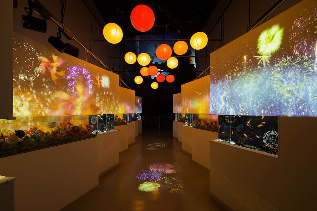 アクアパーク品川さんのインスタグラム写真 - (アクアパーク品川Instagram)「水槽とアートワークで彩られた⁣﻿ "アトリウムエリア「カラーズ」”✨⁣﻿ ⁣﻿ 「NAKED 花火アクアリウム」開催中、⁣﻿ 縁日をイメージした空間で可愛らしい金魚の展示がご覧いただけます！⁣﻿ ⁣﻿ また、壁面や床には、デジタルアートによって⁣﻿ 映し出された幻想的な花火の演出も🎆﻿ ⁣﻿ 心躍る夏の情景の中で、ゆったりと歩を進めてみては🎶﻿ ⁣﻿ イベントの詳細は ⁣﻿ プロフィール欄のURLをクリック☞ @aquapark_official ⁣﻿ ⁣﻿ #LIVEAQUAPARK ⁣﻿ #マクセルアクアパーク品川 ⁣﻿ #MaxellAquaParkShinagawa ⁣﻿ #アクアパーク #aquapark #アクアパーク品川 ⁣﻿ #aquaparkshinagawa #都市型水族館 ⁣﻿ #水族館 #TheEntertainmentAquarium #nakedinc ⁣﻿ ⁣﻿ #NAKED花火アクアリウム #花火アクアリウム ⁣﻿ #NAKEDhanabiaquarium #projectionmapping ⁣﻿ #プロジェクションマッピング ⁣﻿ ⁣﻿ #Beautiful #Summer #digitalart #夏 #Aquarium ⁣﻿ #インスタ映え#photogenic #フォトジェニック ⁣﻿ #花火 #光 #お祭り #アクアリウム #金魚 #提灯」7月18日 18時31分 - aquapark_official