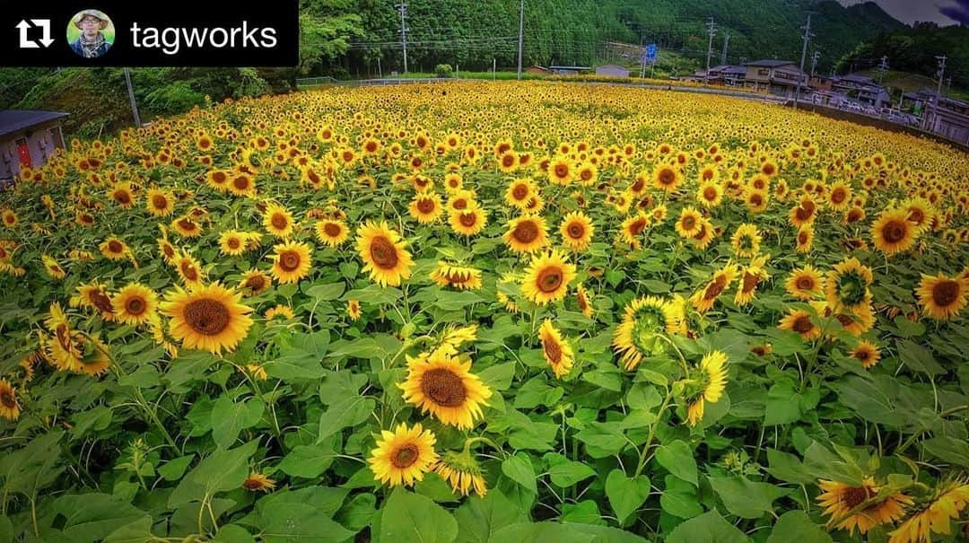 Gero City【下呂市公式アカウント】さんのインスタグラム写真 - (Gero City【下呂市公式アカウント】Instagram)「#Repost @tagworks with @get_repost ・・・ 【ちょっと寄り道】 金山にある、ひまわり畑。  国道41号からもよく見えるので、皆さんわき見運転状態でした。 道中お気をつけて。  連休最終日もひまわりは綺麗に見えるはずです。  さて、本日の本題は8月と9月に上原地区の門和佐と和川で行う、とあるミッションの打ち合わせ。 各区長さん、間に入って頂いている地域の皆さん、パイロットの皆さん、お忙しい中ありがとうございました。  そして本日偶然出逢えた多くの皆さんにも感謝。  #カメラマン #撮影 #夏 #ひまわり #見頃 #観光 #国道 #41号線 #下呂 #金山 #下呂アンバサダー #gerostagram #dji #osmoaction」7月19日 0時00分 - gerostagram