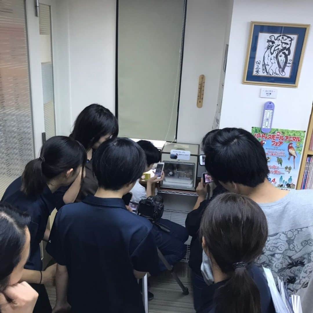 【公式】東京コミュニケーションアート専門学校ECOさんのインスタグラム写真 - (【公式】東京コミュニケーションアート専門学校ECOInstagram)「‪ECOの校内にてホロホロ鳥の雛が11匹羽化しました❗️孵卵器からの孵化に学生達が歓喜しておりましたよ😁これからの成長に期待です✨‬ ‪#tcaeco #動物専門学校 #動物 #動物園 #ホロホロ鳥 #雛 #進路 #新メンバー ‬」7月18日 18時35分 - tca_eco