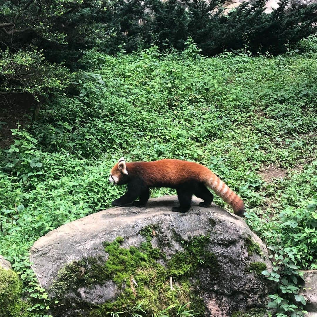 高橋春織さんのインスタグラム写真 - (高橋春織Instagram)「動物に生まれ変わるなら、 レッサーパンダが良いな🎋 #多摩動物公園」7月18日 18時47分 - haoringo_official