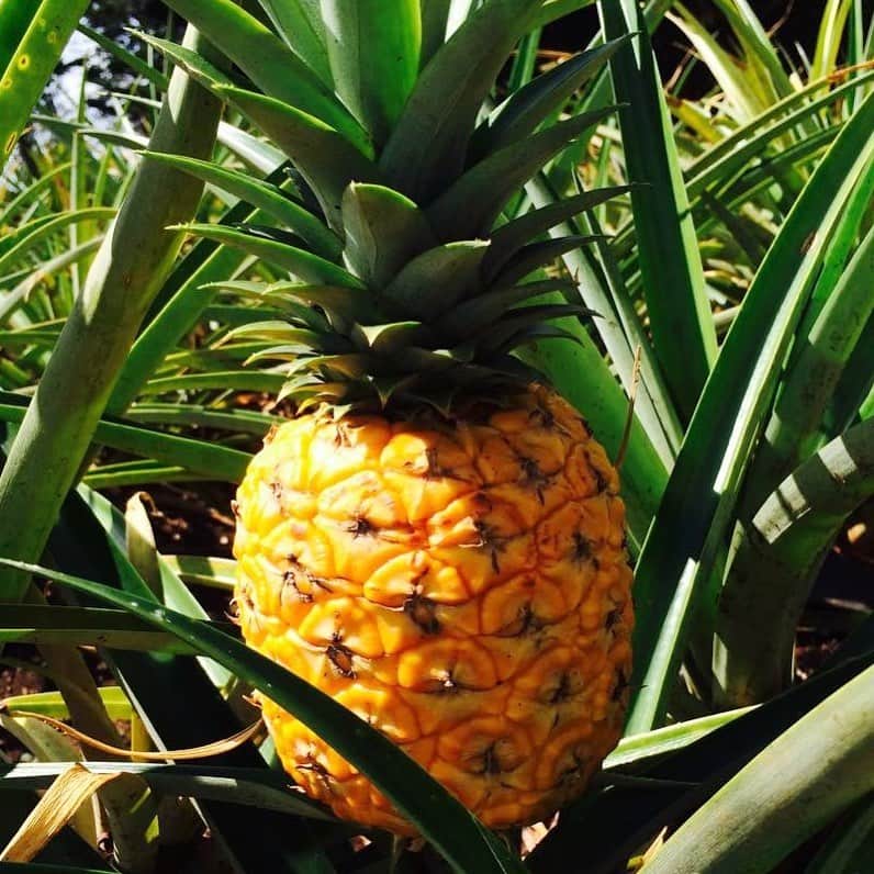 Aloha Street アロハストリートさんのインスタグラム写真 - (Aloha Street アロハストリートInstagram)「お日さまの光をたくさん浴びたパイナップル🍍良い色だ〜。(ユウリ)  #ハワイ #ハワイ旅行 #パイナップル #hawaii #pineapple #oahu」7月18日 18時51分 - alohastreetcom_hawaii