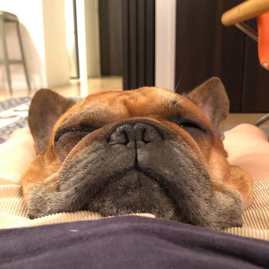 trs0609さんのインスタグラム写真 - (trs0609Instagram)「. . . 📡取っていつもの幸せもぐりんこ❤️ . . . #frenchbulldog #frenchies1 #frenchieworld #redfawn #フレンチブルドッグ #フレブル #フォーン #ぴっとり #嬉しい」7月18日 19時04分 - trs0609