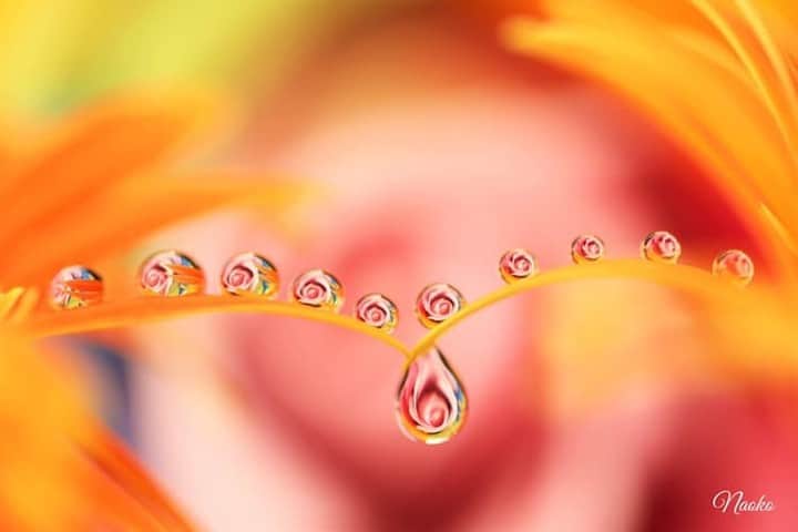 花の写真館のインスタグラム：「Photo by Naoko Suzuki.⠀ https://www.facebook.com/profile.php?id=100011414334980⠀ .⠀ Original Post[投稿頂いたURL]⠀ https://www.facebook.com/photo.php?fbid=1043718359351965⠀ .⠀ 本アカウントは、 #私の花の写真 をつけてInstagramに投稿された皆さまの花の写真や、「花の写真館」Facebookページで投稿された花の写真を紹介します。⠀ 「花の写真館」Facebookページは、「 @floral.photograph 」のプロフィールにあるURLからご覧ください。⠀ .⠀ #花の写真館 #floralphotograph #floralphoto #flower #flowers #富士フイルム #FUJIFILM⠀ Follow: @floral.photograph」