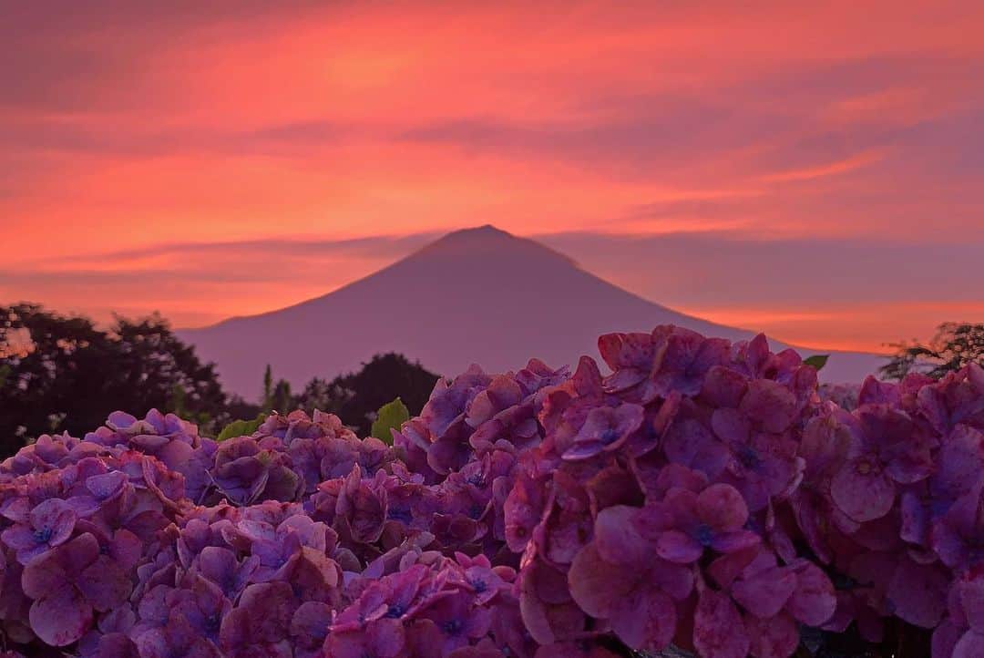 のインスタグラム：「. 🤩🤩“Shizuoka” prefecture in Japan is a place where you can see the most “phantastic” Mt. Fuji🗻 in the world.🤩 #富士山 #mtfuji #japan #shizuoka #fujinomiya  #phantastic420photography #mostphantasticmtfuji #selamatpagi  #goodmorning  #おはようございます 😇😇😇😇😇😇😇🗻😇😇 久々見えたら焼けました🤣😋😍🤩日照時間が短いので#あじさい もなんとか持ちこたえててくれました😅 #日本一に会うフォトコン @fujisan_kkb #rwc2019_moment #rwc2019フォトコン #shizuoka  @make_the_moment」
