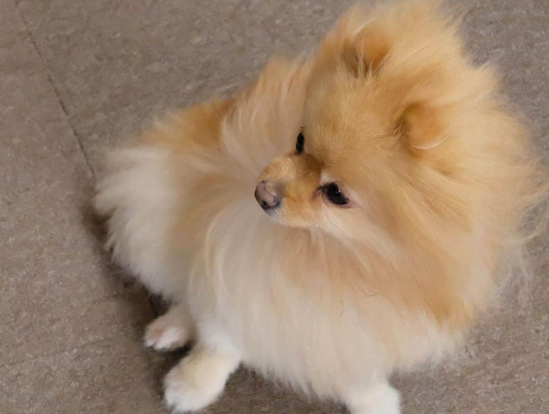 Hanaさんのインスタグラム写真 - (HanaInstagram)「ブログ更新しました♪ プロフィールから飛べます🚀 http://kedamakyoudai.blog.jp/ * #扇風機 に付けた紐で遊ぶ猫🐱 * と * 興味ゼロの犬🐶 * * #NorwegianForestCat#Pomeranian#japan#catlover#doglover#dogs#cat#Kawaii#fluffy#pom#fluffydog#catsofinstagram#dogsofinstagram#fluffycat#ノルウェージャンフォレストキャット#ポメラニアン#pecoいぬ部#ペコねこ部#犬と猫のいる暮らし#かわいい#cute#cutecat#cutedog#funny#funnydog#funnycat#いぬのきもち#ねこのきもち#犬と猫どっちも飼ってると毎日たのしい」7月18日 19時42分 - mofu2family