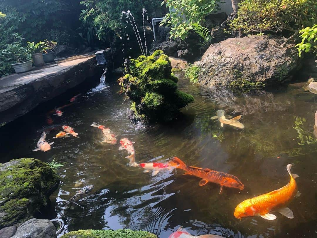 小野さゆりさんのインスタグラム写真 - (小野さゆりInstagram)「ずーっと雨が続く天気予報だったから、 この日も雨だと思ってたら、一時間前にカラッとあがってびっくり。  タカラ湯さんは光が神社みたいに綺麗に差し込む場所✨  猫のボビーにも会えてうれしかった✨  はじめは勝手に居座る野良猫で、 何度も捨てにいったけど帰ってくるから諦めて飼われたらしい 笑  粘り勝ちしたボビーは、 それから病院に連れていってもらえて、 ぴんとしたしっぽがすきだっていってもらえて、 庭の鯉と遊ぶ姿を撮ってもらえて、 しあわせなにゃんにゃん✨  どうしても自分がいたい場所は諦めちゃいけないんだね😸  私は大好きな場所でも ボビーみたいに貪欲になれないなぁ  いらないっていわれる前に立ち去りたくなる 笑  よくやったぞボビー❤️🐱 #D1GP  #drift #vertex #japanese #japanesegirl  #model #猫 #cat #猫ドリ #ヴェルテックス  わ#猫ドリフティング #nekodrifting #タカラ湯 #銭湯 #日本 #Japan  #撮影会 #被写体 #レースクイーン撮影会企画中  #パンチラ #グラビア #gravure #あし #足 #脚 #sento #foot #レースクイーン #レースクイーン写真部 #北千住」7月18日 19時38分 - sayuriono0301