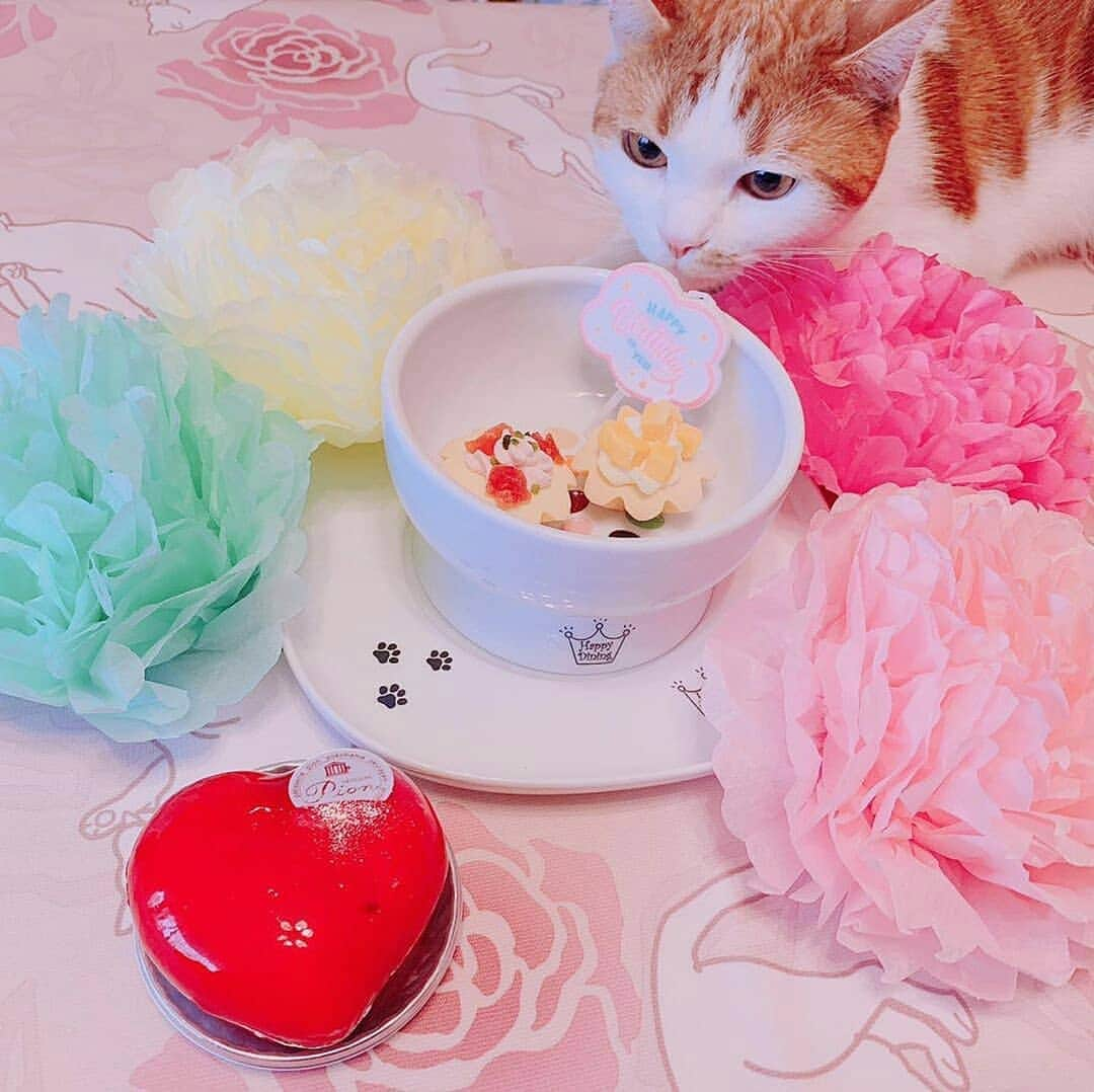 猫壱（ねこいち•ネコイチ）さんのインスタグラム写真 - (猫壱（ねこいち•ネコイチ）Instagram)「【みんなでお祝い🎂今月のバースデーにゃん】 ファーストバースデーを迎えたレイちゃんをご紹介😉❤ ケーキおいしかったかな❤ 楽しくて幸せな一年になりますように🐱✨ おめでとうございます🎉 ▫ ▫ :::::::::#猫壱 ::::::: #猫壱バースデー は猫壱商品を使ってくれているお友ニャちをお祝いする企画です♪ 猫壱商品と一緒のお写真を撮って#猫壱バースデー #猫壱 のハッシュタグをつけてお写真を投稿してくださいね✨ お写真の商品は#ハッピーダイニング #脚付ウォーターボウル キャンディ #ハッピーダイニング食器トレー シングルでした✨ ▫ ▫ 毎月1名様にお誕生日プレゼントが当たる他、Instagramで紹介されるかも？！ ▫ ▫ 猫壱バースデーは『みんなでお祝い』がコンセプトです❤ 知らない猫さんでも『おめでとう🎁』とお祝いして貰えると嬉しいです❤ ▫ ▫ Repost from @rei____rose thank-you💕💕💕💕」7月18日 20時03分 - necoichicojp