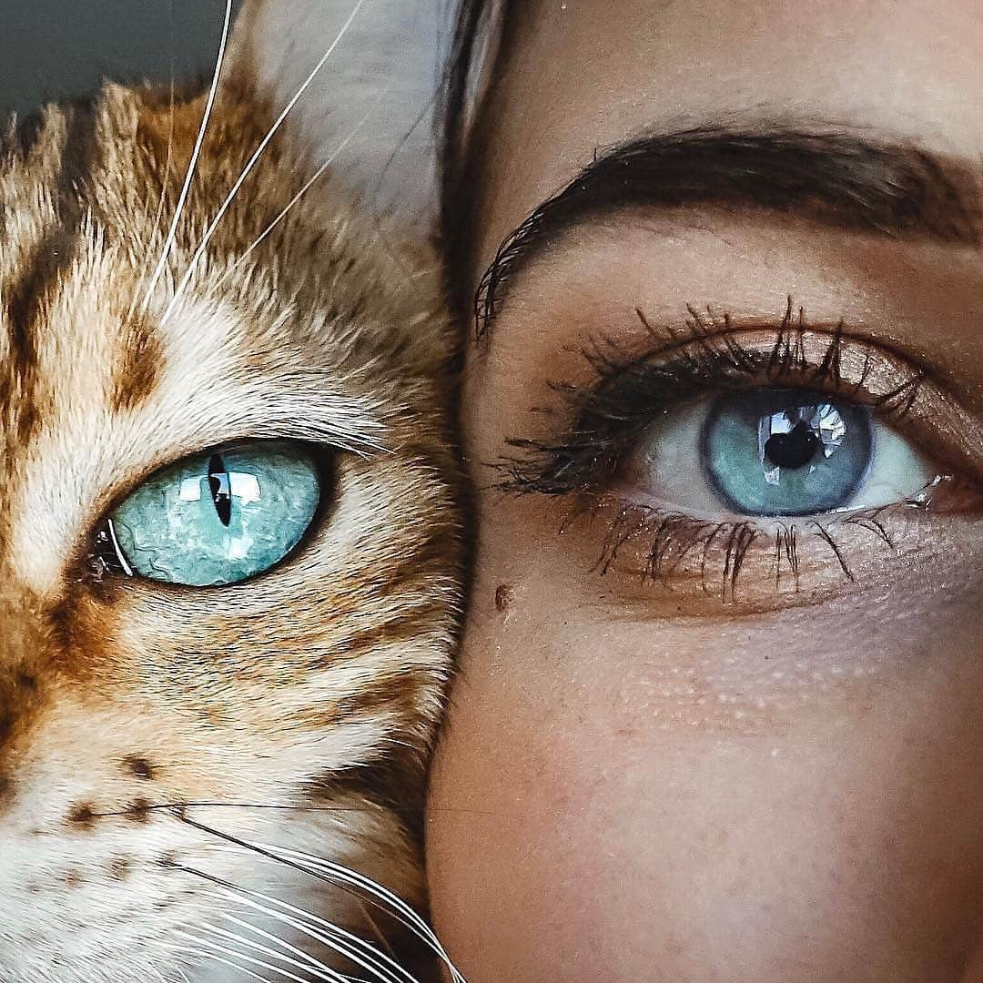 Cute Pets Dogs Catsさんのインスタグラム写真 - (Cute Pets Dogs CatsInstagram)「The eyes are the window of the soul 👁 From @sukiicat 📩Submit your cat’s photo to our contest email to be featured ❤️ Notification ON 💙⠀⠀⠀⠀⠀⠀⠀⠀⠀ #kittens_of_world and follow us to be featured 😸 #chat #neko #gato #gatto #meow #kawaii #nature #pet #animal #instacat #instapet #mycat #catlover #cats #catofinstagram #catoftheday #catlover #catsagram #catlovers #cat_features #catlady #catlife #catlove #catsgram #cutecat」7月18日 20時26分 - dailycatclub