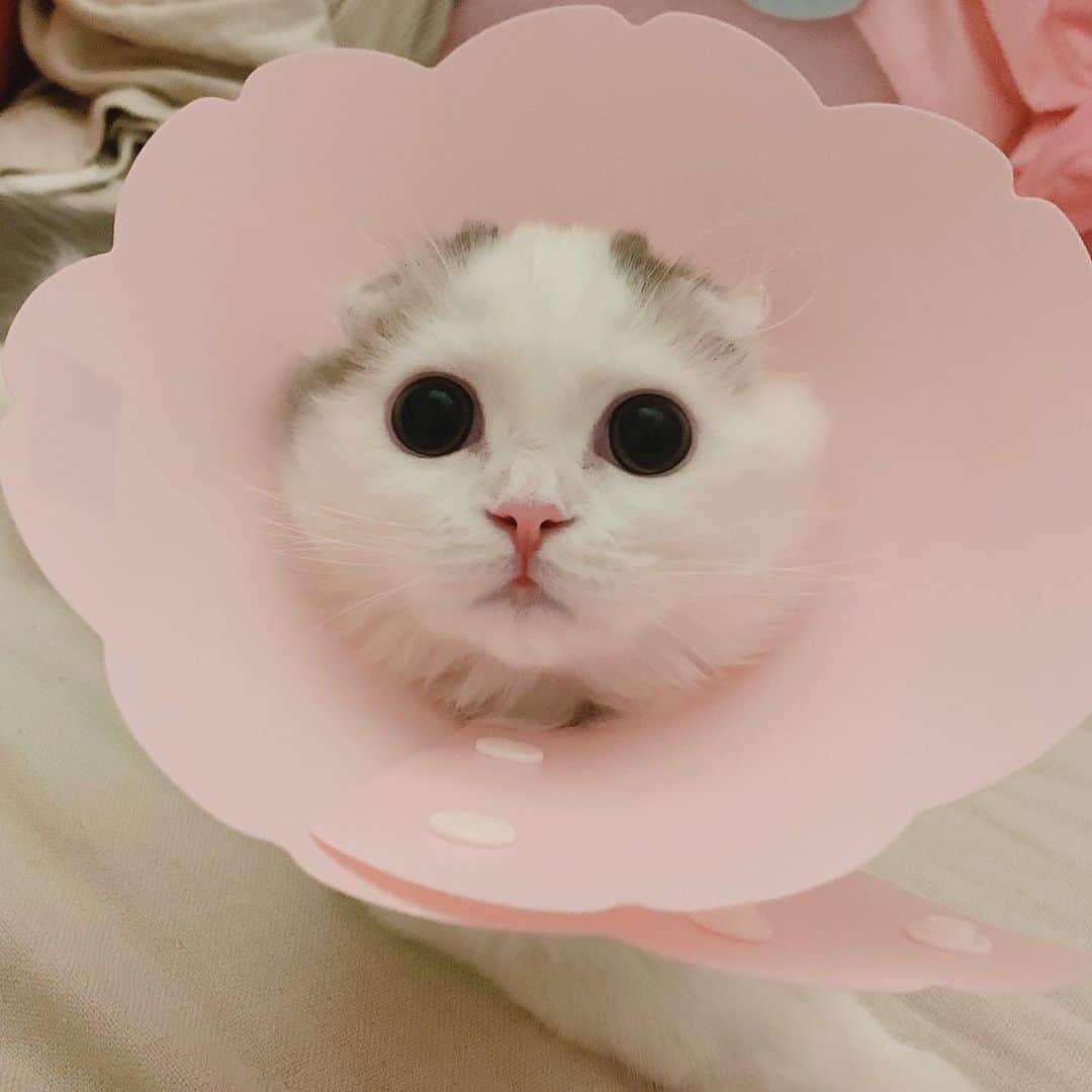 のんたのインスタグラム：「お花🌸ぱんちゃん あんよのお薬がんばってるよ！ ・ #scottishfold #catstagram_japan #catsofinstagram #cats_of_instagram#catoftheday #ilovemycat #bestmeow #catlover #cutecat #kittensofinstagram #cute #スコティッシュフォールド」