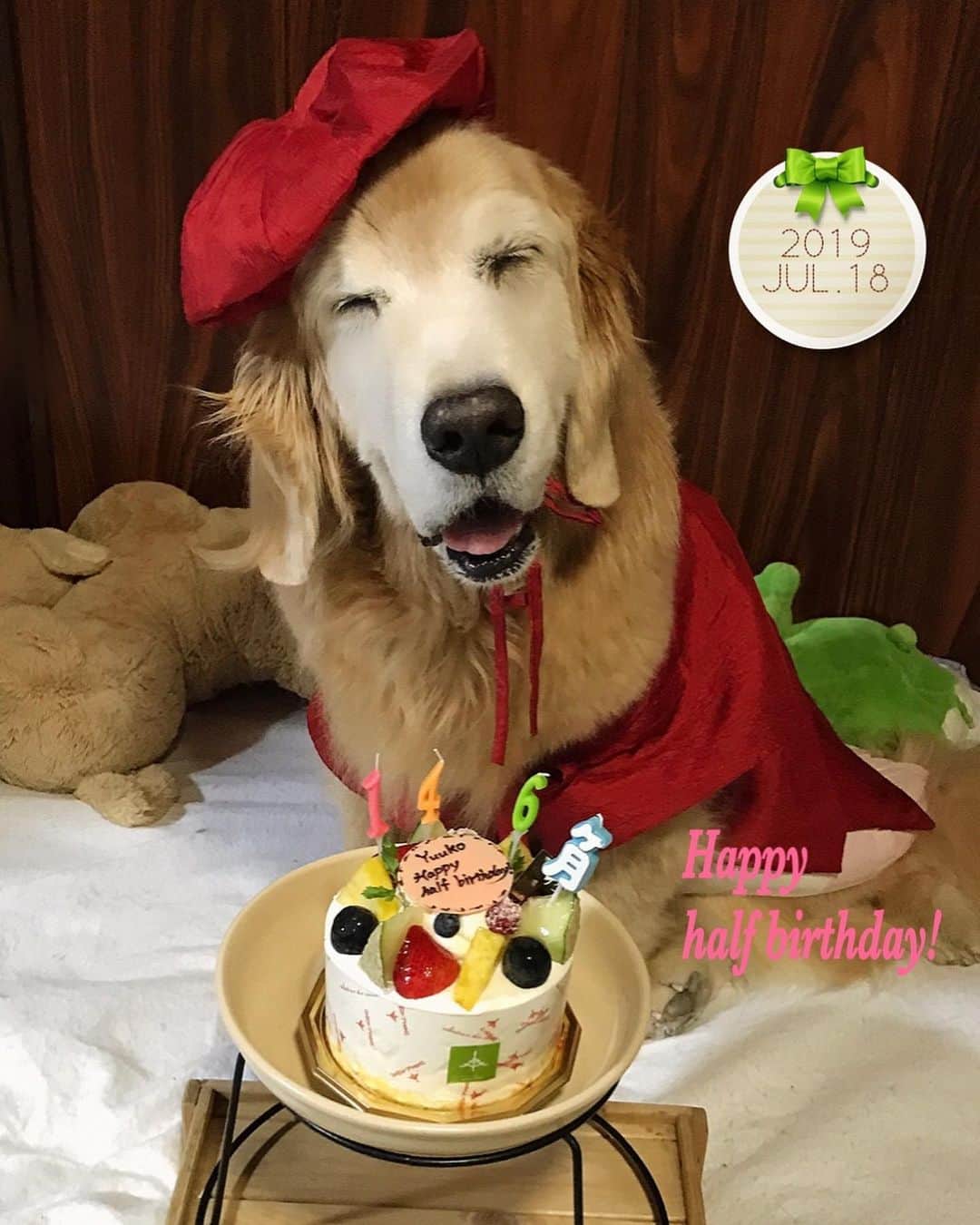 kei515yuさんのインスタグラム写真 - (kei515yuInstagram)「2019年7月18日。 14歳半になりました。 だだちゃんママから、幸運の還暦祝いちゃんちゃんこをお借りしてお祝いです。 悠鼓ちゃん、おめでとう。 ありがとう。  #dogsofinstagram #ゴールデンレトリバー #ilovegolden_retrievers #retrieversgram #petscorner #insta_animal #dog_ofinstagram #insta_dogs #gloriousgoldens #retriever #goldenretriever #犬バカ部 #igdog #gryuuko #topdogphoto #repost_ezyjp #retrieveroftheday #dogscorner #weeklyfluff #thedailygolden #dog_features #excellent_dogs #pecoいぬ部」7月18日 20時45分 - kei515yu