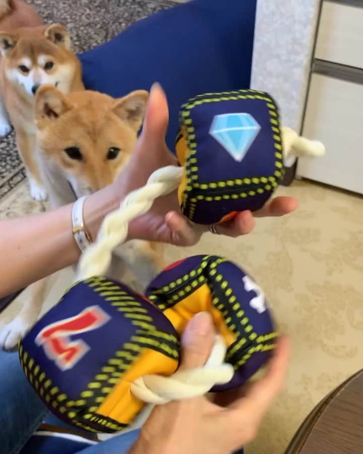 shibainu berryのインスタグラム