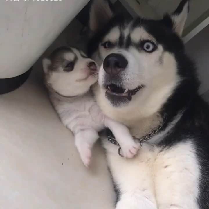 husky and malamuteのインスタグラム：「Happy to see them.🌈」