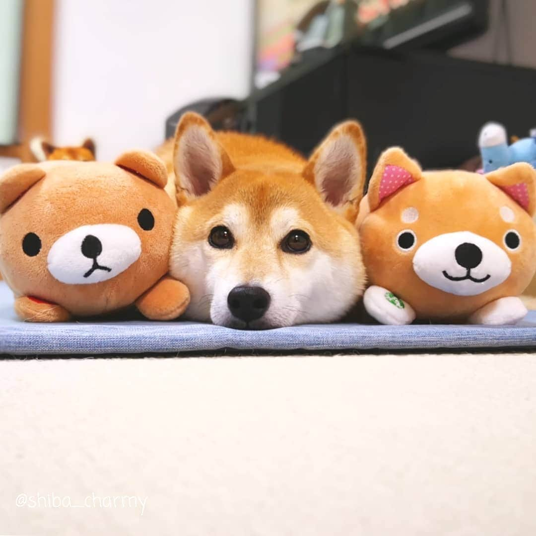 ちゃみさんのインスタグラム写真 - (ちゃみInstagram)「Shiba Pillow 🐶 チャーミー枕になる😁 #しばがみ様 #くまがみ様 #ちゃみがみ様 #新しい枕 #お気に入り😍」7月18日 21時10分 - shiba_charmy