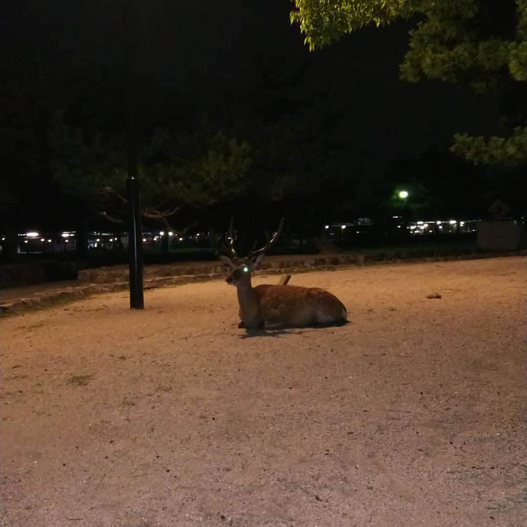 ホテル宮島別荘さんのインスタグラム写真 - (ホテル宮島別荘Instagram)「最後におまけのもう一枚、宮島別荘の宇坪です！  宮島のしかは、すっかり次の秋に向け立派な角を生やし始めています！！✨この時期むやみに、鹿に近づくと危険なのでお気をつけください😃夜になると、ご覧のとおり目を光らせて桟橋付近を守っています！！←単にフラッシュで光っただけというのは、内緒です👌✨(笑)  皆様も、面白い写真が取れたら是非お近くのスタッフへ見せてみてください！☺️ 写真の得意なスタッフから、何かアドバイスが貰えるかもしれません(笑)  #ホテル#宮島#ホテル宮島#宮島別荘#ホテル宮島別荘#面白写真好きな人と繋がりたい」7月18日 21時03分 - _miyajima_villa