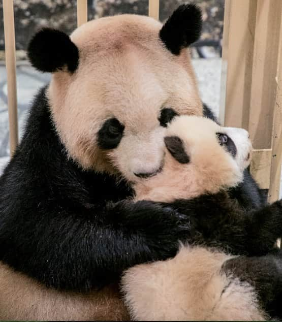 パンダ（白浜）さんのインスタグラム写真 - (パンダ（白浜）Instagram)「🐼 😊 #HELLOLITTLE 🐼🐼🐼 #ハローリトル #baby #pandamental #hellopanda #ハローパンダ #パンダグラビア and #panda #pandababy 🐼🐼🐼 ⭐︎『HELLO LITTLE』IN STORE NOW⭐️ hugggg... #彩浜 2018.10」7月18日 21時44分 - hellopanda_book