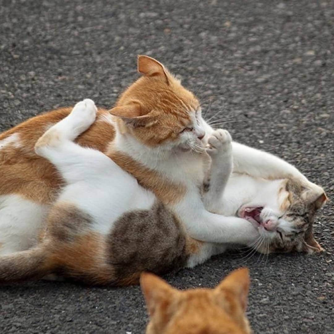 CatStockerさんのインスタグラム写真 - (CatStockerInstagram)「Hello! #catstocker is here!  Follow our FURRriend @tobineko_0. Scroll right for more pictures 👉 . . . . . . #cat #neko #mačka #chat #kočka #котка #kot #кіт #mače #кошка #кот #katze #gato #gatto #kissa #kattunge #猫 #고양이 #貓 #kedi #köttur  #子猫 #חתול #кішка #gatinho #котенок #子猫 #gatito #kitten」7月18日 21時55分 - catstocker