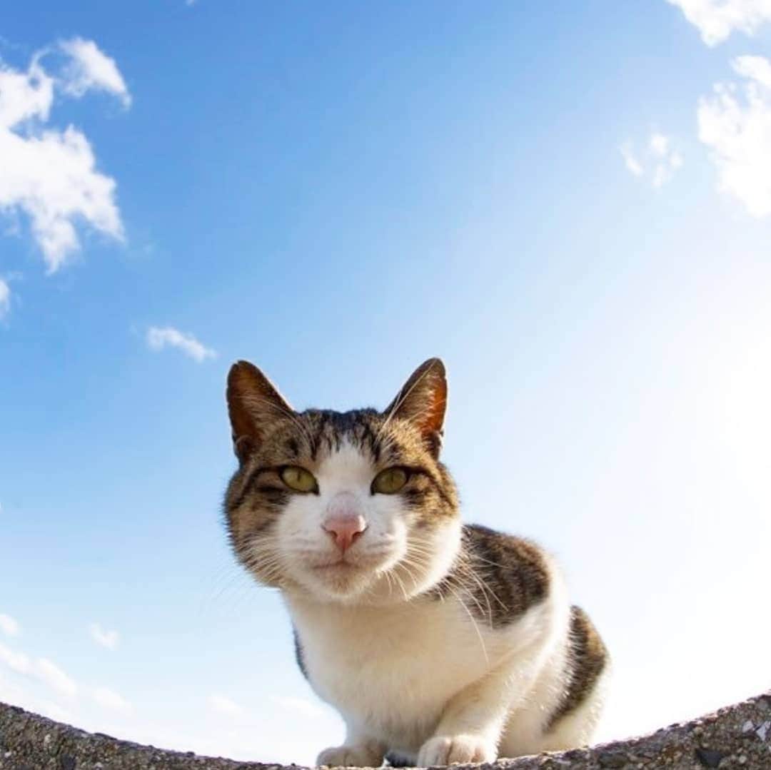 CatStockerさんのインスタグラム写真 - (CatStockerInstagram)「Hello! #catstocker is here!  Follow our FURRriend @tobineko_0. Scroll right for more pictures 👉 . . . . . . #cat #neko #mačka #chat #kočka #котка #kot #кіт #mače #кошка #кот #katze #gato #gatto #kissa #kattunge #猫 #고양이 #貓 #kedi #köttur  #子猫 #חתול #кішка #gatinho #котенок #子猫 #gatito #kitten」7月18日 21時55分 - catstocker