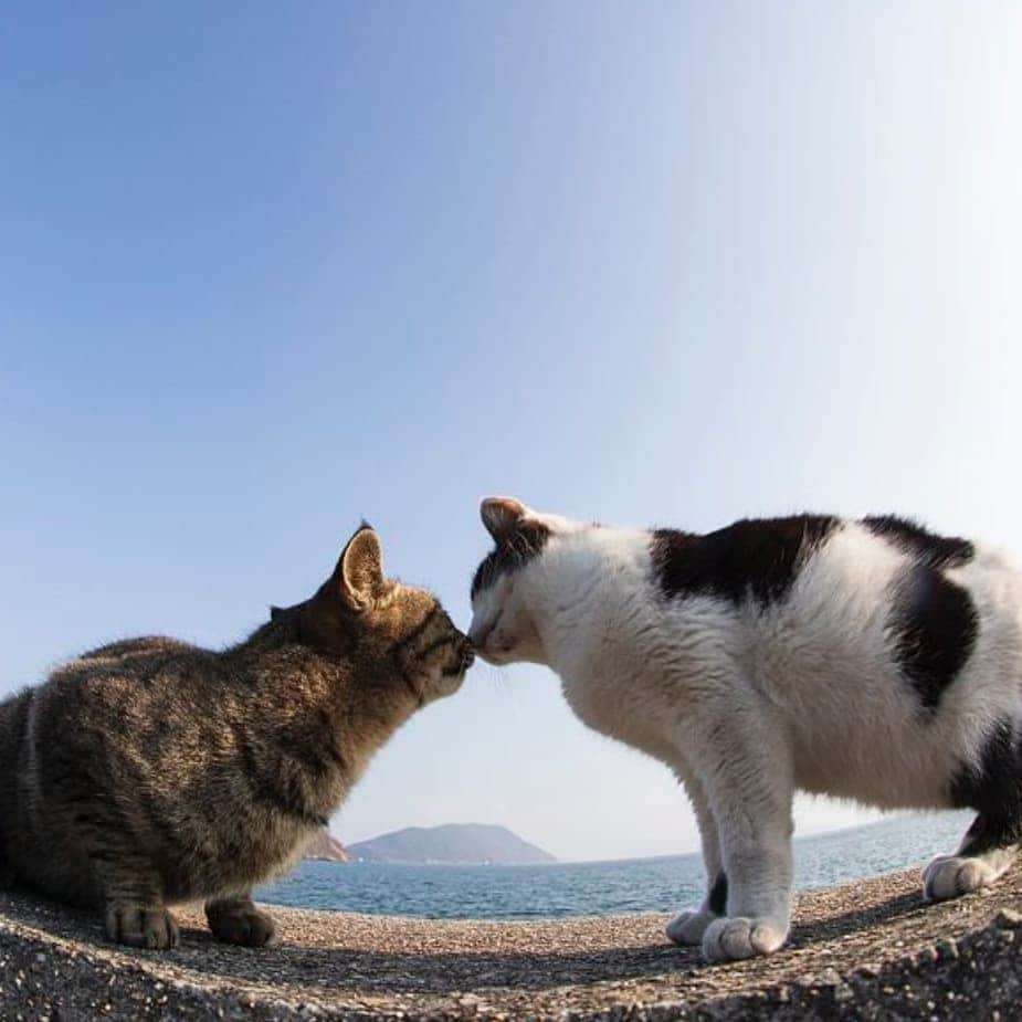 CatStockerさんのインスタグラム写真 - (CatStockerInstagram)「Hello! #catstocker is here!  Follow our FURRriend @tobineko_0. Scroll right for more pictures 👉 . . . . . . #cat #neko #mačka #chat #kočka #котка #kot #кіт #mače #кошка #кот #katze #gato #gatto #kissa #kattunge #猫 #고양이 #貓 #kedi #köttur  #子猫 #חתול #кішка #gatinho #котенок #子猫 #gatito #kitten」7月18日 21時55分 - catstocker