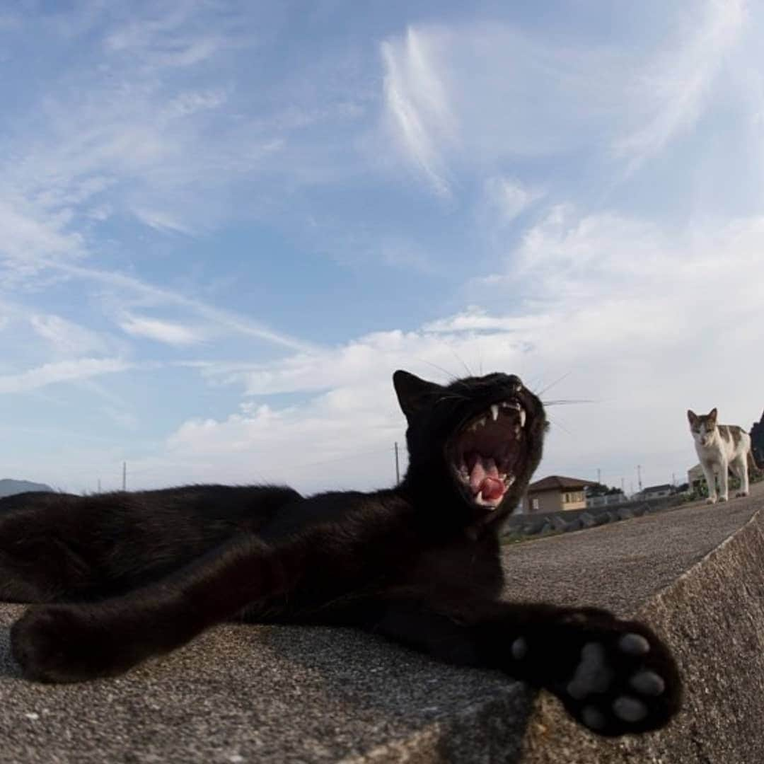 CatStockerさんのインスタグラム写真 - (CatStockerInstagram)「Hello! #catstocker is here!  Follow our FURRriend @tobineko_0. Scroll right for more pictures 👉 . . . . . . #cat #neko #mačka #chat #kočka #котка #kot #кіт #mače #кошка #кот #katze #gato #gatto #kissa #kattunge #猫 #고양이 #貓 #kedi #köttur  #子猫 #חתול #кішка #gatinho #котенок #子猫 #gatito #kitten」7月18日 21時55分 - catstocker