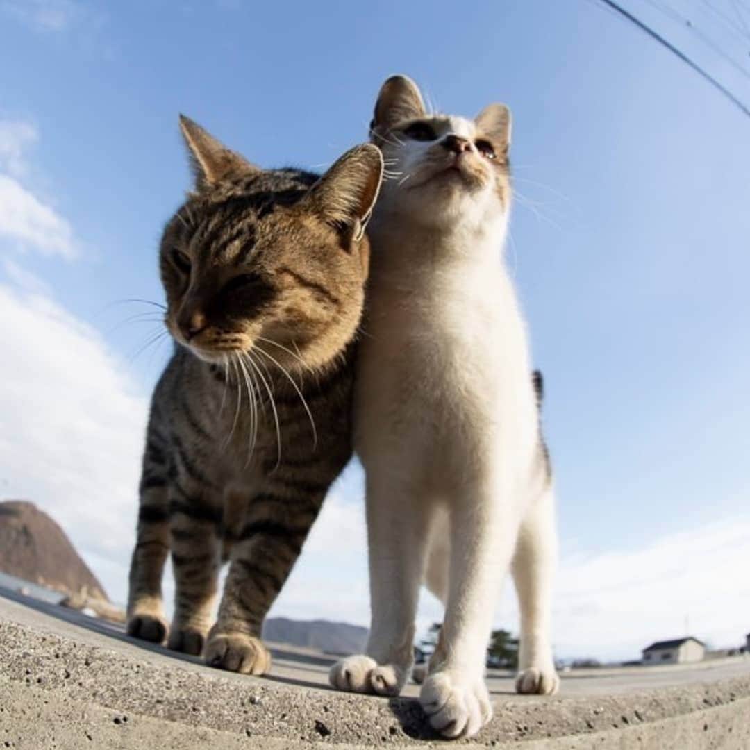 CatStockerさんのインスタグラム写真 - (CatStockerInstagram)「Hello! #catstocker is here!  Follow our FURRriend @tobineko_0. Scroll right for more pictures 👉 . . . . . . #cat #neko #mačka #chat #kočka #котка #kot #кіт #mače #кошка #кот #katze #gato #gatto #kissa #kattunge #猫 #고양이 #貓 #kedi #köttur  #子猫 #חתול #кішка #gatinho #котенок #子猫 #gatito #kitten」7月18日 21時55分 - catstocker