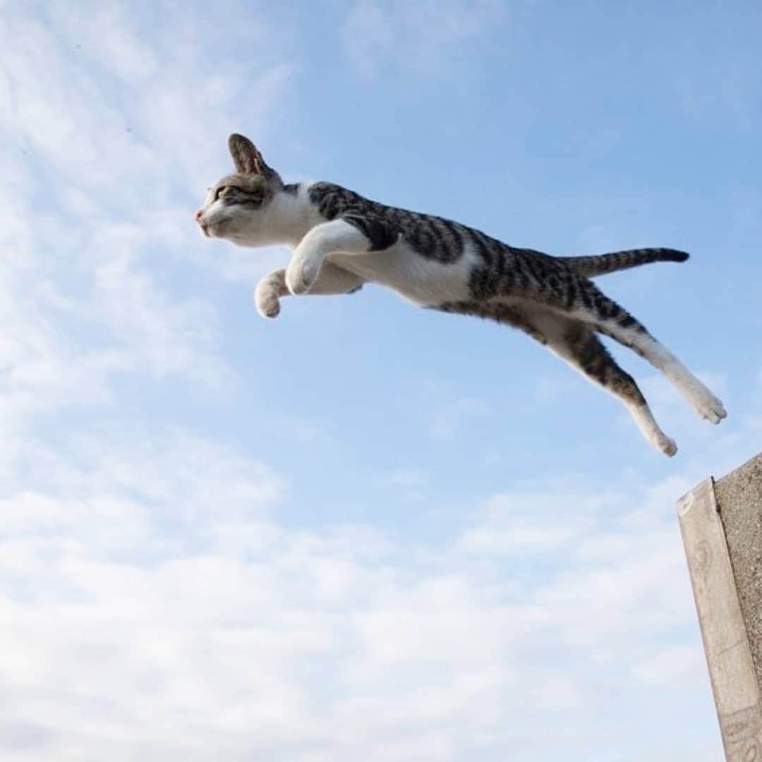 CatStockerのインスタグラム：「Hello! #catstocker is here!  Follow our FURRriend @tobineko_0. Scroll right for more pictures 👉 . . . . . . #cat #neko #mačka #chat #kočka #котка #kot #кіт #mače #кошка #кот #katze #gato #gatto #kissa #kattunge #猫 #고양이 #貓 #kedi #köttur  #子猫 #חתול #кішка #gatinho #котенок #子猫 #gatito #kitten」