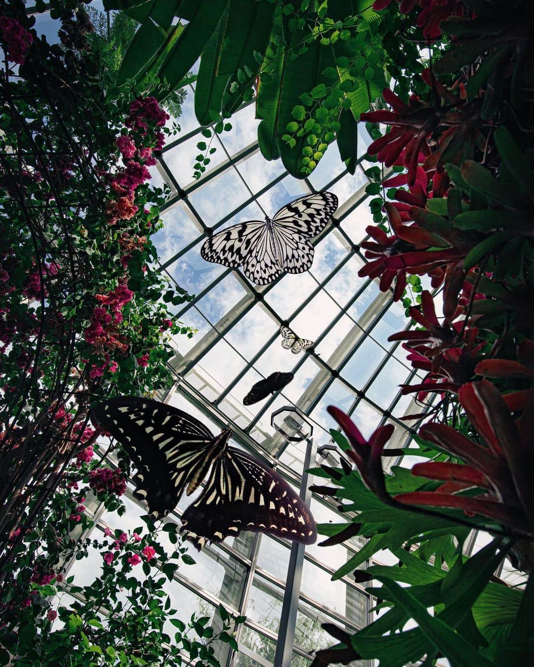 kyoko_zzzのインスタグラム：「Glass greenhouse」