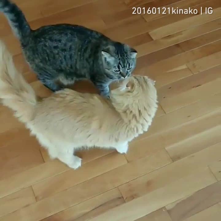 Aww Clubのインスタグラム