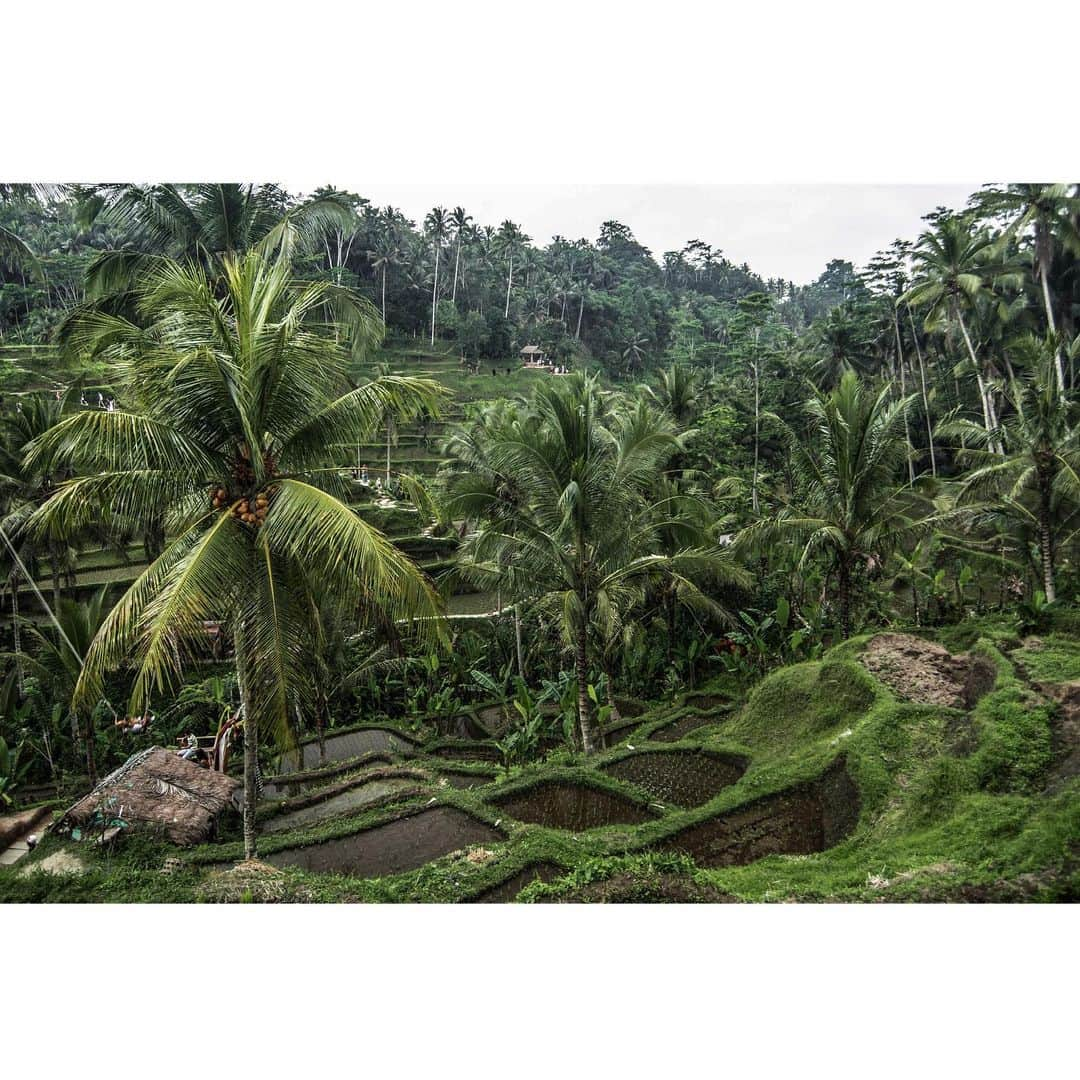 大越光貴さんのインスタグラム写真 - (大越光貴Instagram)「#UBUD #RICETERRACE #bali #indonesia #asia #summer #exploring #trip #travel #shooting #nature #landscape #photographer #nikon #baligasm #instagood #ライステラス #ウブド #バリ #ファインダー越しの私の世界 #ニコン #一眼レフ #旅 #旅行」7月18日 22時16分 - koukoshi