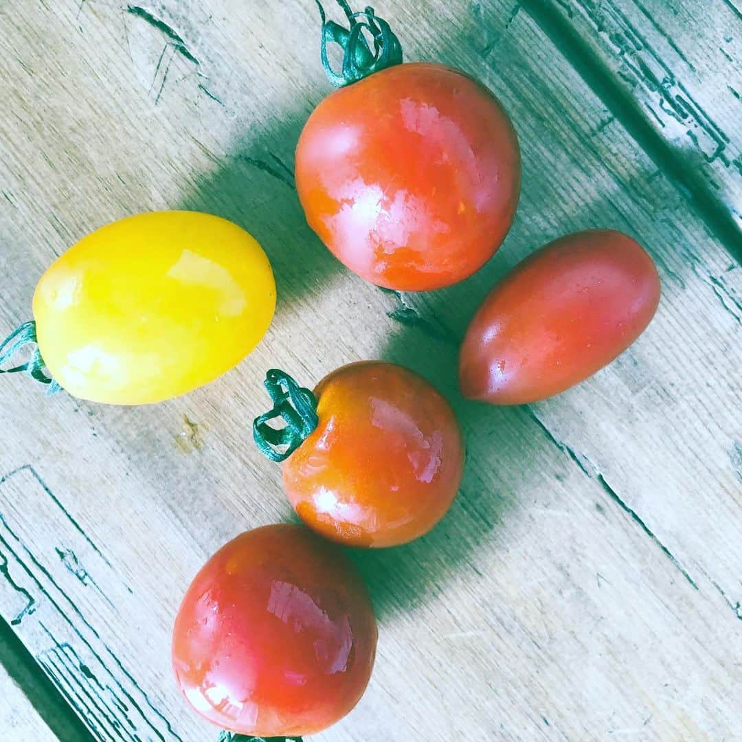 中野敬久さんのインスタグラム写真 - (中野敬久Instagram)「#tomato #red #yellow #salad #トマト」7月19日 9時08分 - hirohisanakano