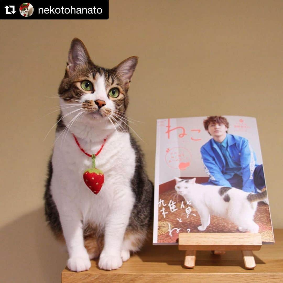 ねこさんのインスタグラム写真 - (ねこInstagram)「@nekotohanato さん、可愛い2ショットありがとうございます😊🌷クレちゃん、イチゴの首輪可愛い〜😆🍓❤️ #Repost @nekotohanato with @get_repost ・・・ . . ボクが載ってるにゃ❤️ . 7/12発売の雑誌 @neko_magazine 「ねこ111号」に クレを載せていただきました〜🙌 『寝ているねこ、眠っているねこ』のページで おててピーンと伸ばして めっちゃ可愛い寝姿披露してまーす😍 . 本号の特集は『雑貨とねこ』 オシャレで可愛いねこ雑貨がたくさん 紹介されてます❤️ コレも欲しい！アレも欲しい！と テンション上がりまくりです⤴️ . 本屋さんの他 Amazonでもお取り扱いしてますので ぜひ見てくださーーい✨✨ . #neko_magazine  #thesleepingcat  #ネコとイチゴ #十八番祭 #保護猫のシマホ  #譲渡会のシマホ  #夏のにゃんこ大作戦 . #りぷちんに届け元気玉  #シブにゃん隊over10jr  #お口まわり玉ねぎ隊  #関西ねこ部 . ☆20190718☆ .」7月19日 9時13分 - neko_magazine