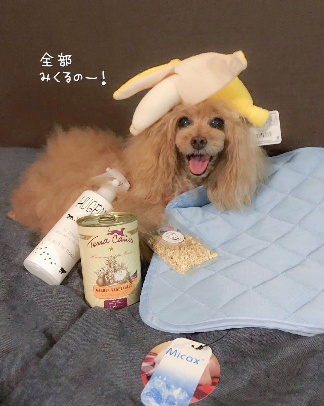 Toypoodle Mikuru?Asakusa Tokyoのインスタグラム：「20190719 Friday. Good morning! Friends 💕 . みくるんにお届けものですよ💐 こいぬすてっぷさん @koinustep から届きました💕 . WAN  smile BOXテーマは☀️熱中症対策☀️ . 内容は みきゅるんの大好きなテラカニスの缶詰😆 ヒンヤリマット、HUGFAM消臭スプレー! スプレーは直接体にも使えますよ💖 そして、シリアルに、みくるが頭に乗せてるバナナ🍌のおもちゃ👍🏻 . わんこの衣食住に熱中症対策は必要ですね☺️ . みきゅるんが(私が？😅)一番喜んだのはテラカニス @terracanis_japan の缶詰です💖 お野菜、オニク缶詰どちらも食いつき良くて安心してあげられる素材です☺️ みきゅるん家には常備してますよ😄 . #こいぬすてっぷ  #こいぬすてっぷ期間限定 #バナナおもちゃは被ります🍌」