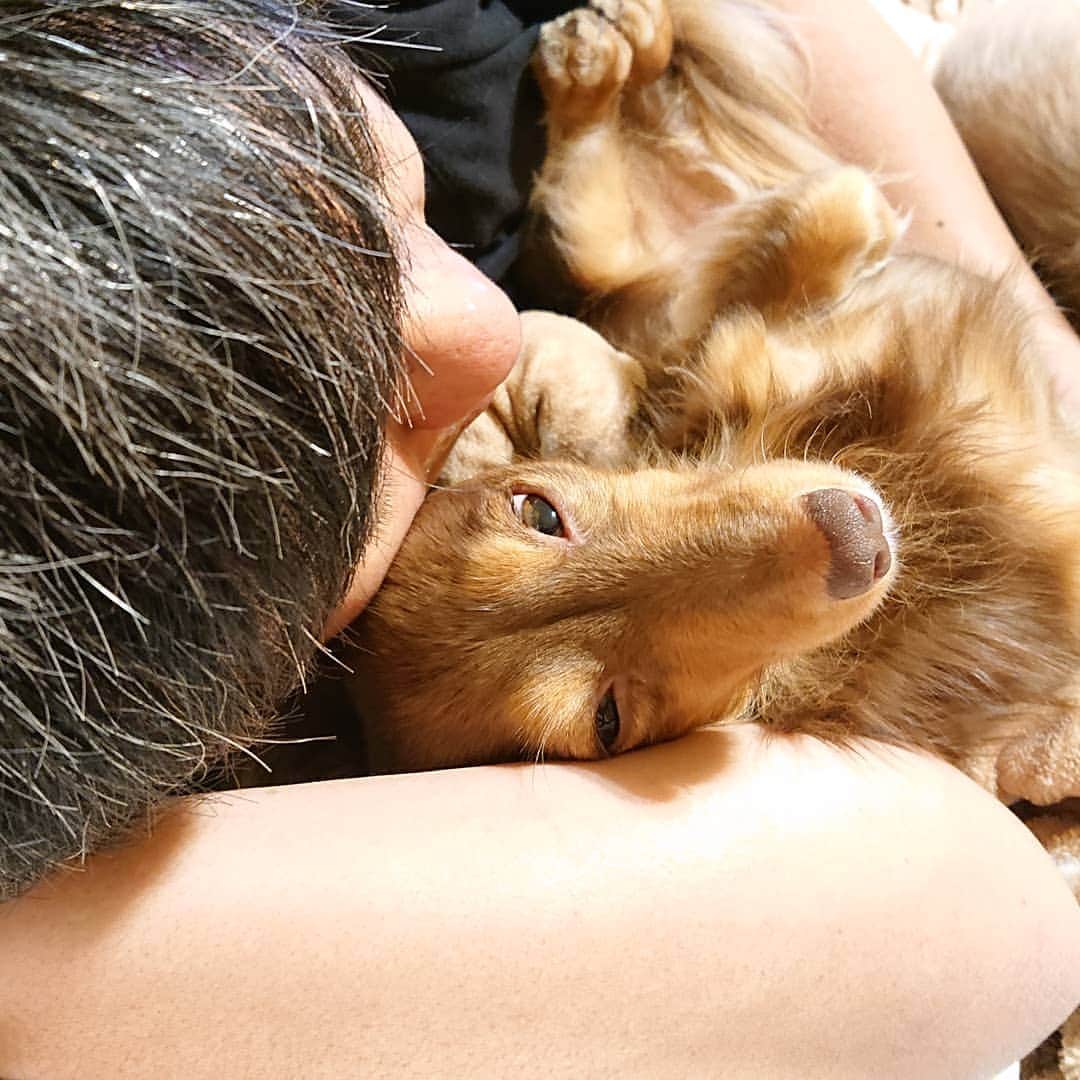 くるみんのインスタグラム：「* パパとラブラブ💓😍💓中なあずきちゃん  #カニンヘンダックスフント #カニンヘン #カニンヘンダックス #カニンヘンダックスフンド #チョコタンダックス #チョコタン #ダックス多頭飼い #ダックスフント #ダックスフンドカニンヘン #ダックスフンド #ダックス #わんこなしでは生きていけません会 #ワンコなしでは生きて行けません会 #いぬばか部 #いぬすたぐらむ #短足部 #腕枕 #all_dog_japan #east_dog_japan #dachshundgram #dachshund #dogstagram #instagramdog #instadachs #kyounodachs #kyounowanko #todayswanko #7pets_1day #犬のいる生活 #溺愛」