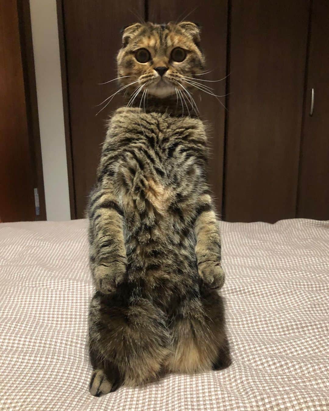 小林愛さんのインスタグラム写真 - (小林愛Instagram)「そびえ立つ、るーたん🤣🤣🤣 #猫  #ねこ #cat  #スコティッシュフォールド  #にゃんすたぐらむ」7月19日 0時12分 - love_me_ai