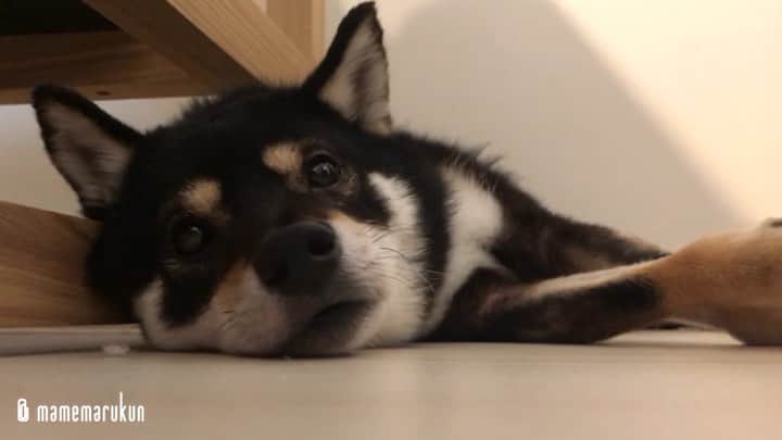 まめ丸のインスタグラム：「* * ムニャムニャ…🐶💓 おやすみなさーい⭐️ #最後ビクッとしちゃった * good  night🐶💓 #boopthesnoot * #みるとねむくなる動画 #今日はソファの横 #まめ丸おねむ シリーズ * #柴犬#豆柴#柴#黒柴#犬#ふわもこ部#shiba#shibainu#shibastagram#shibadog#puppy#instadog#dogstagram#dog#instashiba#petstagram#pet#cutepetclub#강아지#멍스타그램#doglover#ilovemydog#weeklyfluff」