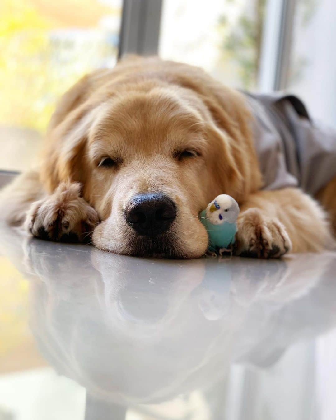 Bobさんのインスタグラム写真 - (BobInstagram)「🐦: 🤔Vai pro CrossFit hoje Marley?! 🏋️‍♂️ 🐻: 😴🐾 . . #goldenretriever #goldenretrievers #goldenretrieversofinstagram #pets #petstagram #dogs #dogsofinstagram #birds #instagram #instagrammers #vejasp」7月19日 0時32分 - bob_marley_goldenretriever