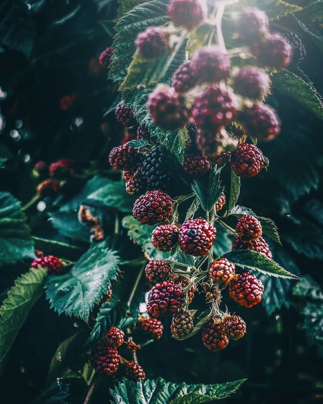 柳澤麻衣さんのインスタグラム写真 - (柳澤麻衣Instagram)「It’s a harvest of blackberries in my garden❤️ . 今年のブラックベリー」7月19日 0時44分 - toile_blanche