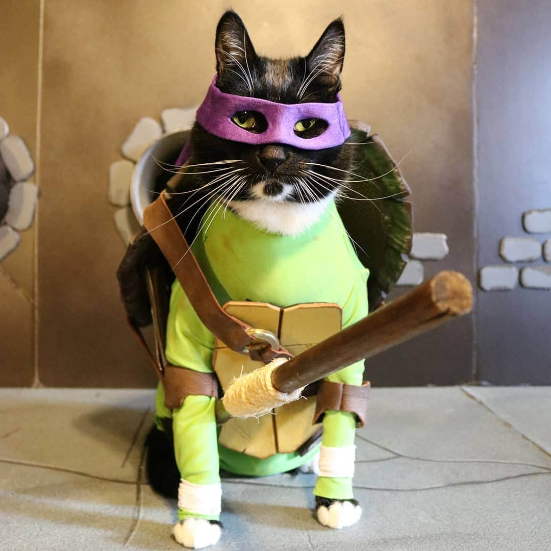 猫コスプレさんのインスタグラム写真 - (猫コスプレInstagram)「Remember when the biggest argument as kids was who was best Turtle? (Donatello obviously)  What "Who's best" geeky argument prevailed in your friend group?  #TMNT #teenagemutantninjaturtles #donatello . . . . . . #tmntcosplay #catcosplay #catcostume #best #cat #teenagemutantninjaturtlescosplay #geek」7月19日 0時58分 - cat_cosplay