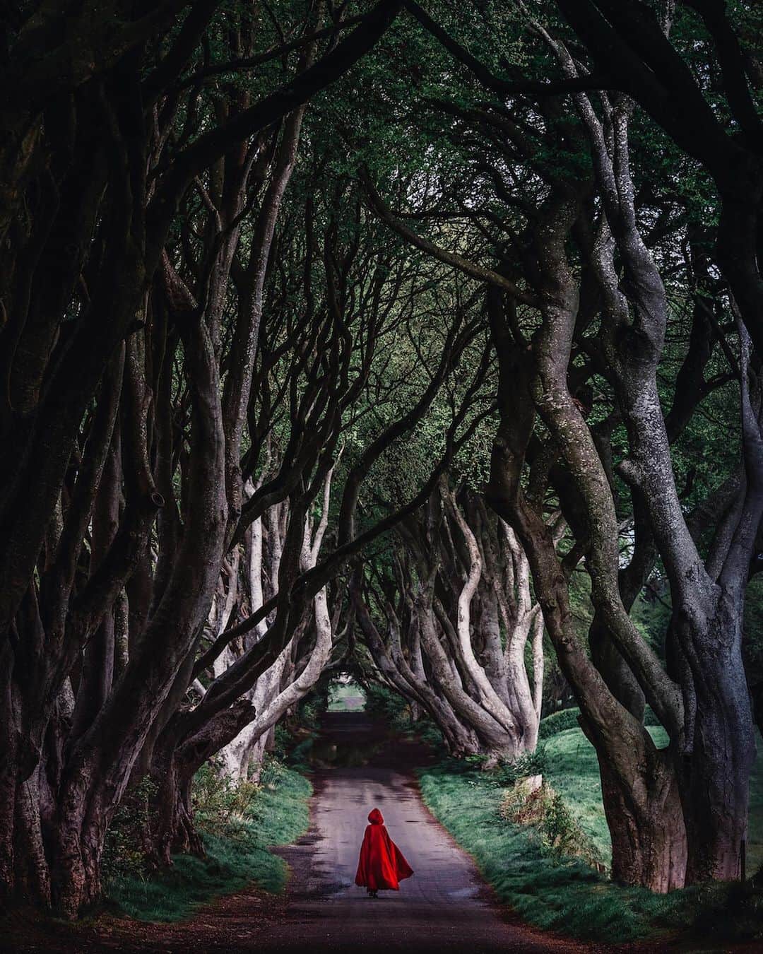 ライカさんのインスタグラム写真 - (ライカInstagram)「Ekaterina Mishchenkova (@katia_mi_) visited County Antrim, Northern Ireland to shoot an avenue of beech trees along Bregagh Road known as The Dark Hedges. The trees form a tunnel that has been used as a location in Game of Thrones, which has resulted in the avenue becoming a popular tourist attraction. Which or these three edits, shot with the Leica S, is your favorite?  #LeicaCamera #Leica #🔴📷 #Leicagram #LeicaS #Leica_World #LeicaSociety #Leica_Club #LeicaPhoto #NorthernIreland #naturephotography #ShootLeicaPro #travelphotography #DarkHedges」7月19日 0時56分 - leica_camera