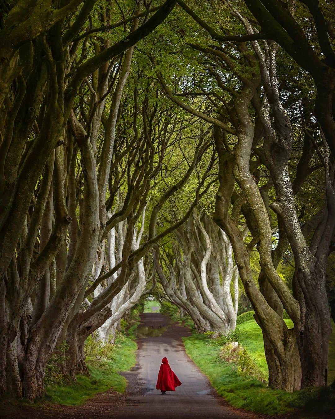 ライカさんのインスタグラム写真 - (ライカInstagram)「Ekaterina Mishchenkova (@katia_mi_) visited County Antrim, Northern Ireland to shoot an avenue of beech trees along Bregagh Road known as The Dark Hedges. The trees form a tunnel that has been used as a location in Game of Thrones, which has resulted in the avenue becoming a popular tourist attraction. Which or these three edits, shot with the Leica S, is your favorite?  #LeicaCamera #Leica #🔴📷 #Leicagram #LeicaS #Leica_World #LeicaSociety #Leica_Club #LeicaPhoto #NorthernIreland #naturephotography #ShootLeicaPro #travelphotography #DarkHedges」7月19日 0時56分 - leica_camera